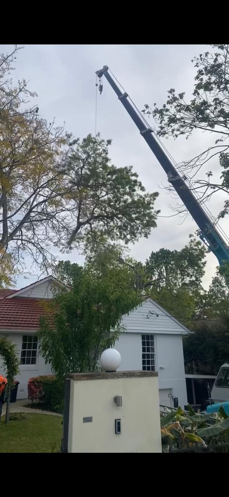 Crane assisting with tree work near a residential property