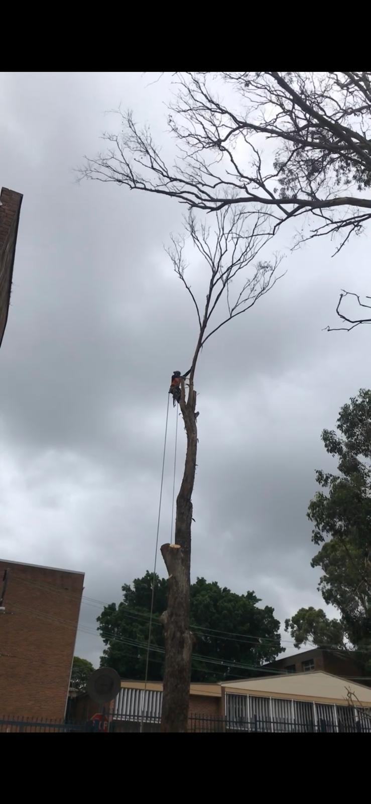 Arbor Pro climber completing controlled tree removal