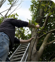 Arborist in harness